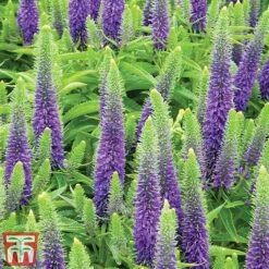 Veronica Spicata 'Royal Candles' 8 Veronica Spicata 'Royal Candles' -Plants Sales Store veroni3