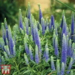 Veronica Spicata 'Royal Candles' 9 Veronica Spicata 'Royal Candles' -Plants Sales Store veroni4