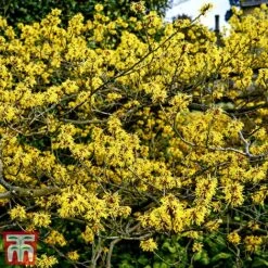 Hamamelis X Intermedia 'Pallida' -Plants Sales Store witch