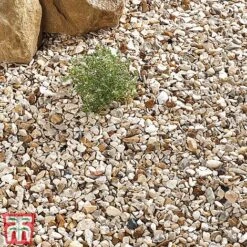 Decorative Yorkshire Cream Aggregate 6 Decorative Yorkshire Cream Aggregate -Plants Sales Store york cre b