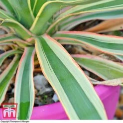 Yucca Filamentosa 'Bright Edge' 7 Yucca Filamentosa 'Bright Edge' -Plants Sales Store yucca be a