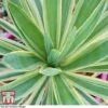 Yucca Filamentosa 'Bright Edge' 2 Yucca Filamentosa 'Bright Edge' -Plants Sales Store yucca be b