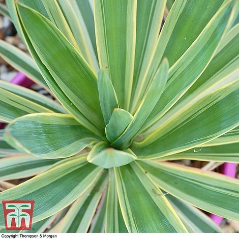 Yucca Filamentosa 'Bright Edge' 3 Yucca Filamentosa 'Bright Edge'