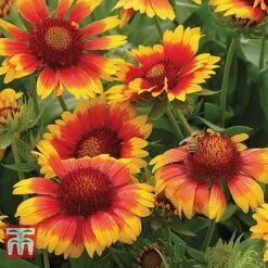 Gaillardia 'Mesa Bright Bicolour' 6 Gaillardia 'Mesa Bright Bicolour' -Plants Sales Store z GAIL TKA1570 A