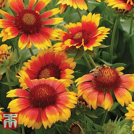 Gaillardia 'Mesa Bright Bicolour' 4 Gaillardia 'Mesa Bright Bicolour' - Image 2