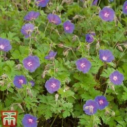 Geranium Hardy Mixed 10 Geranium Hardy Mixed -Plants Sales Store z GERA T80199 C1