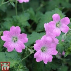 Geranium Hardy Mixed 11 Geranium Hardy Mixed -Plants Sales Store z GERA T80199 E1