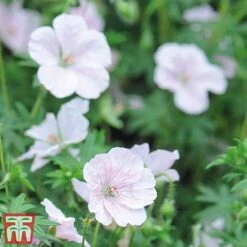 Geranium Hardy Mixed 9 Geranium Hardy Mixed -Plants Sales Store z GERA sang al