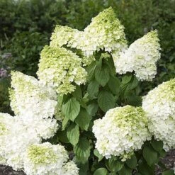 Hydrangea Paniculata 'Magical Moonlight' -Plants Sales Store z HYDR V57907 A h