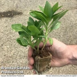 Alstroemeria 'Valley' Collection (Summer Paradise Series) 11 Alstroemeria 'Valley' Collection (Summer Paradise Series) -Plants Sales Store zalstro jumbo size19